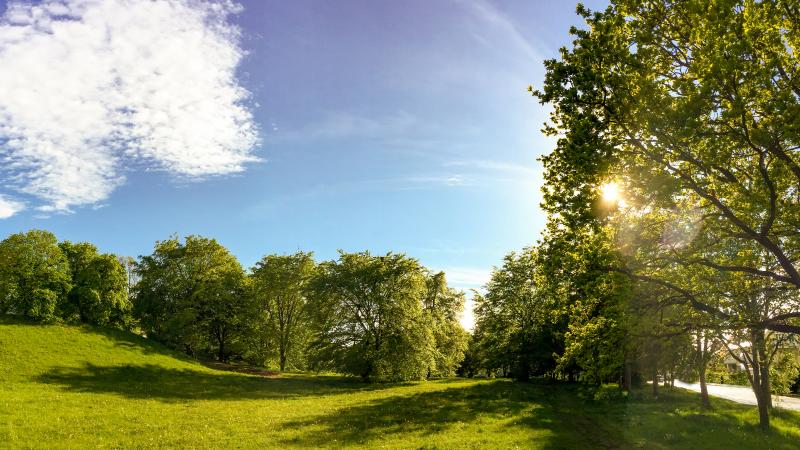 Wald mit einer Lichtung und Wiese